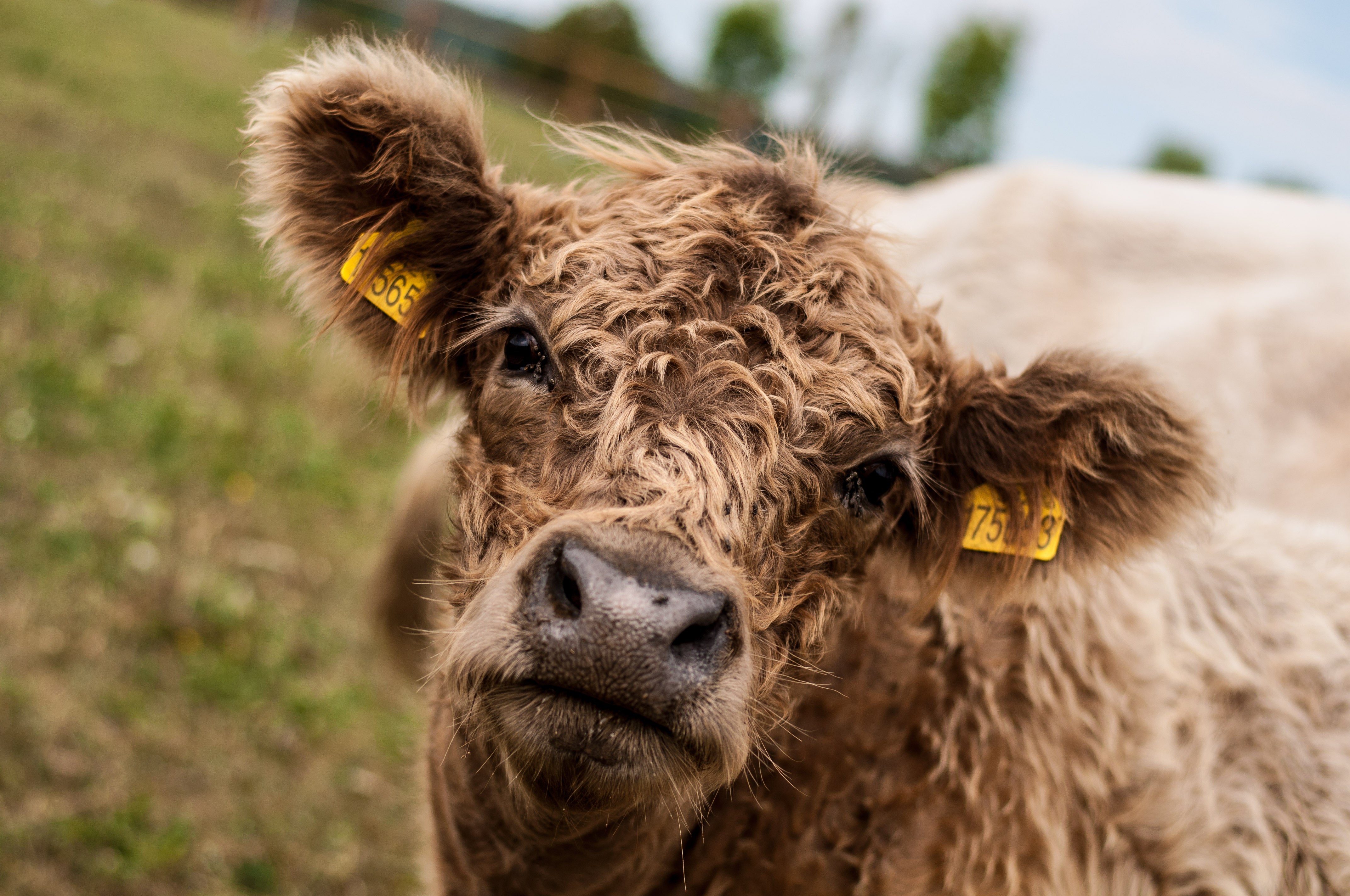 Zdravý a šetrný chov hovězího na pastvinách Fox Meadows