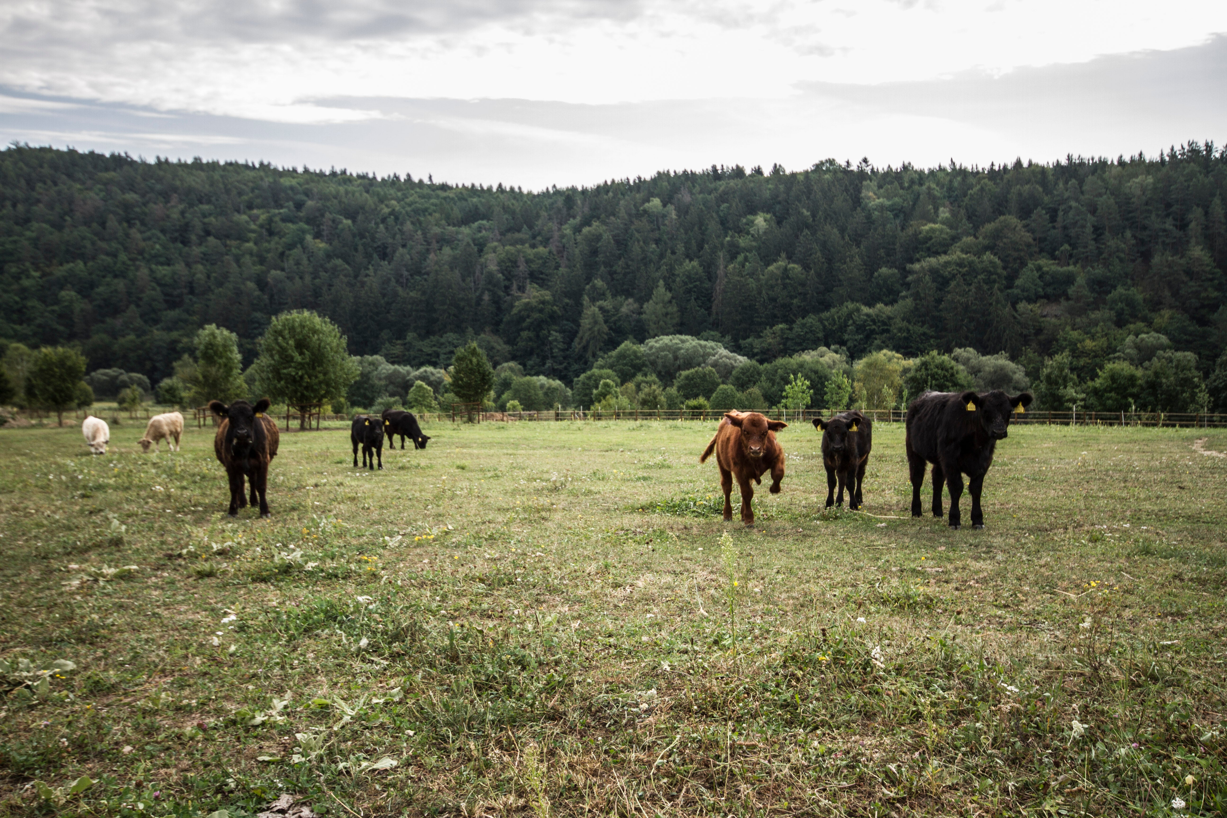 Fox Meadows – farma s tradicí, která dbá na kvalitu a pohodu zvířat