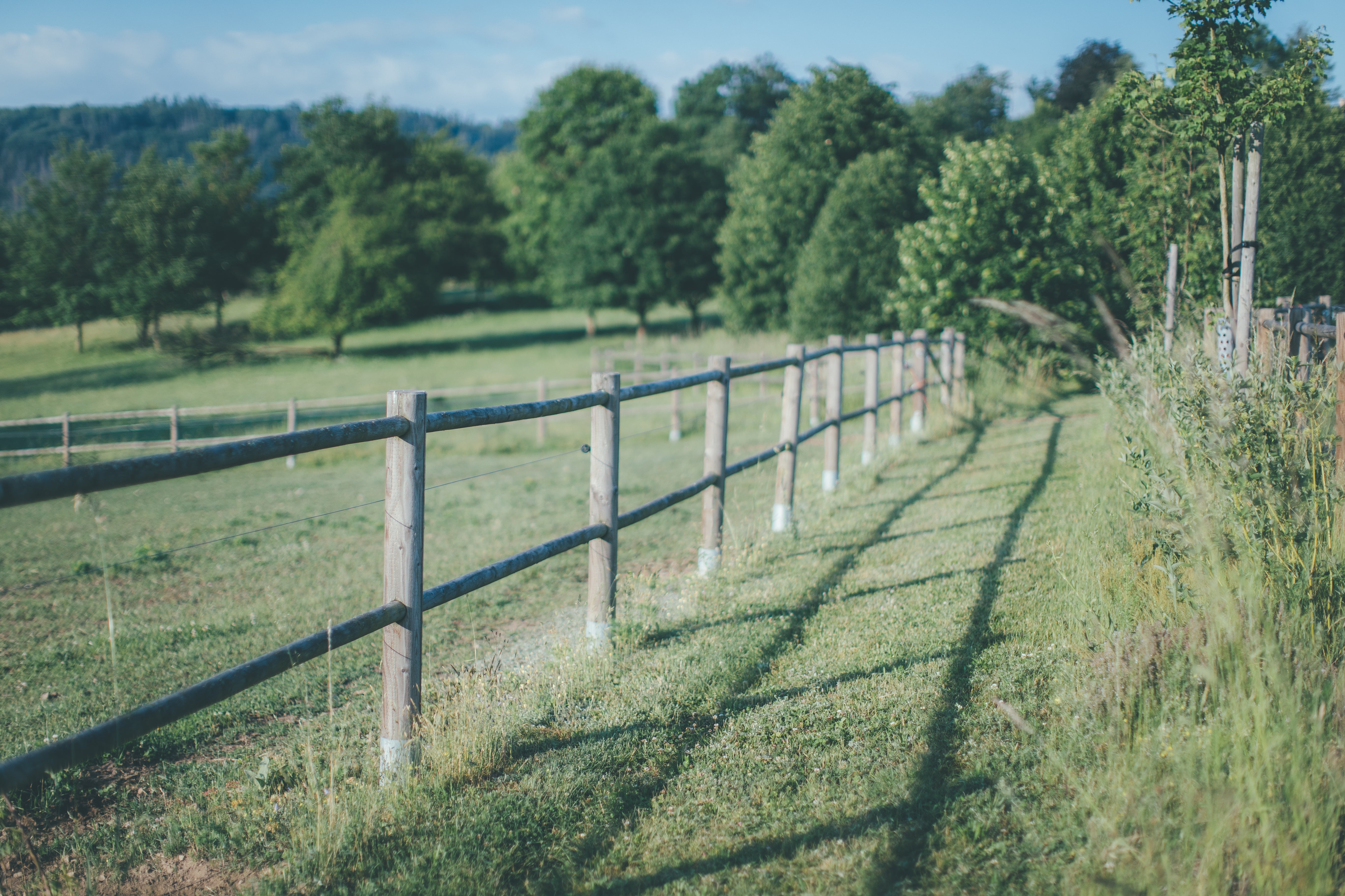 Rodinná farma Fox Meadows zaměřená na poctivý chov hovězího