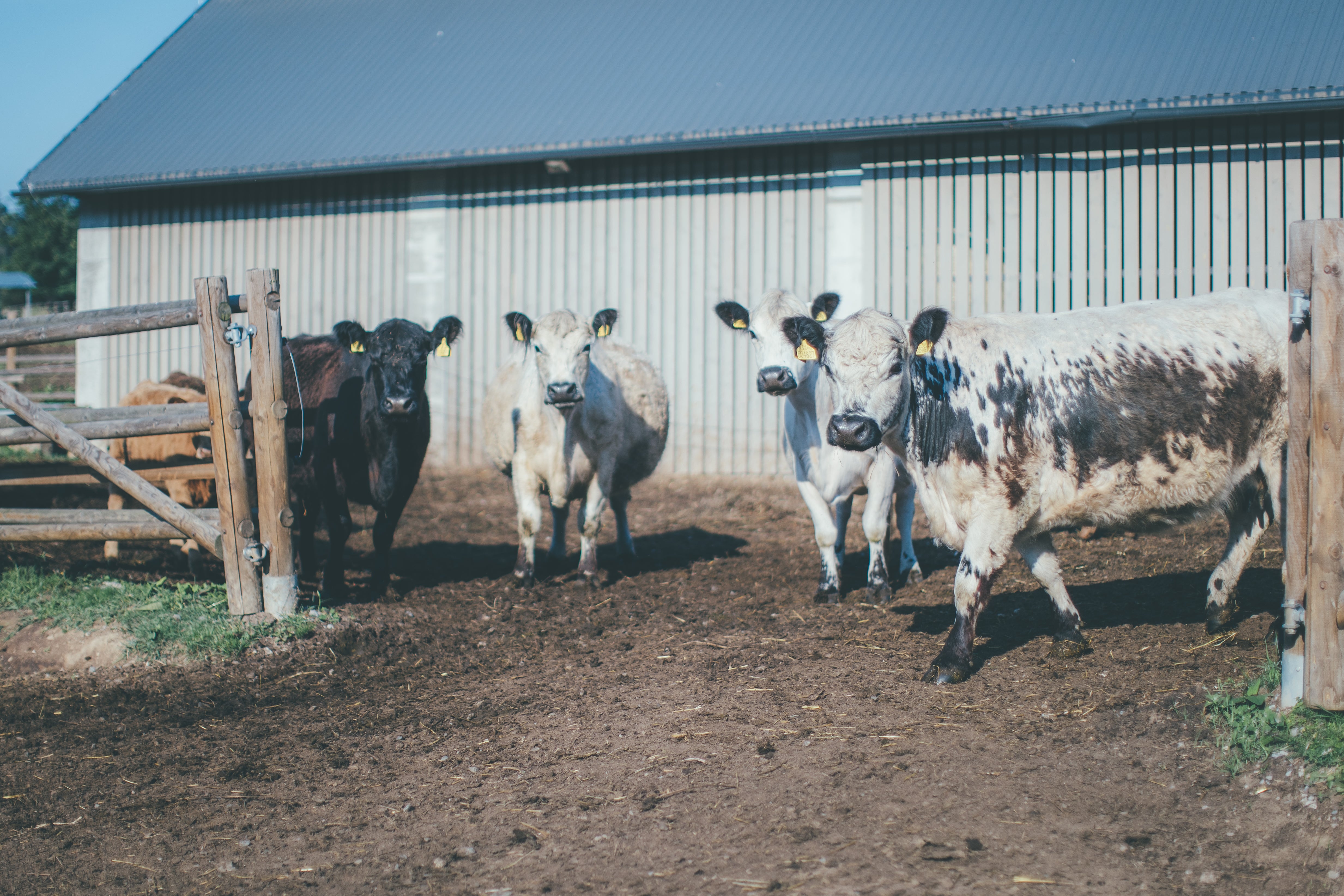 Farma Fox Meadows – kvalitní hovězí maso přímo od zdroje