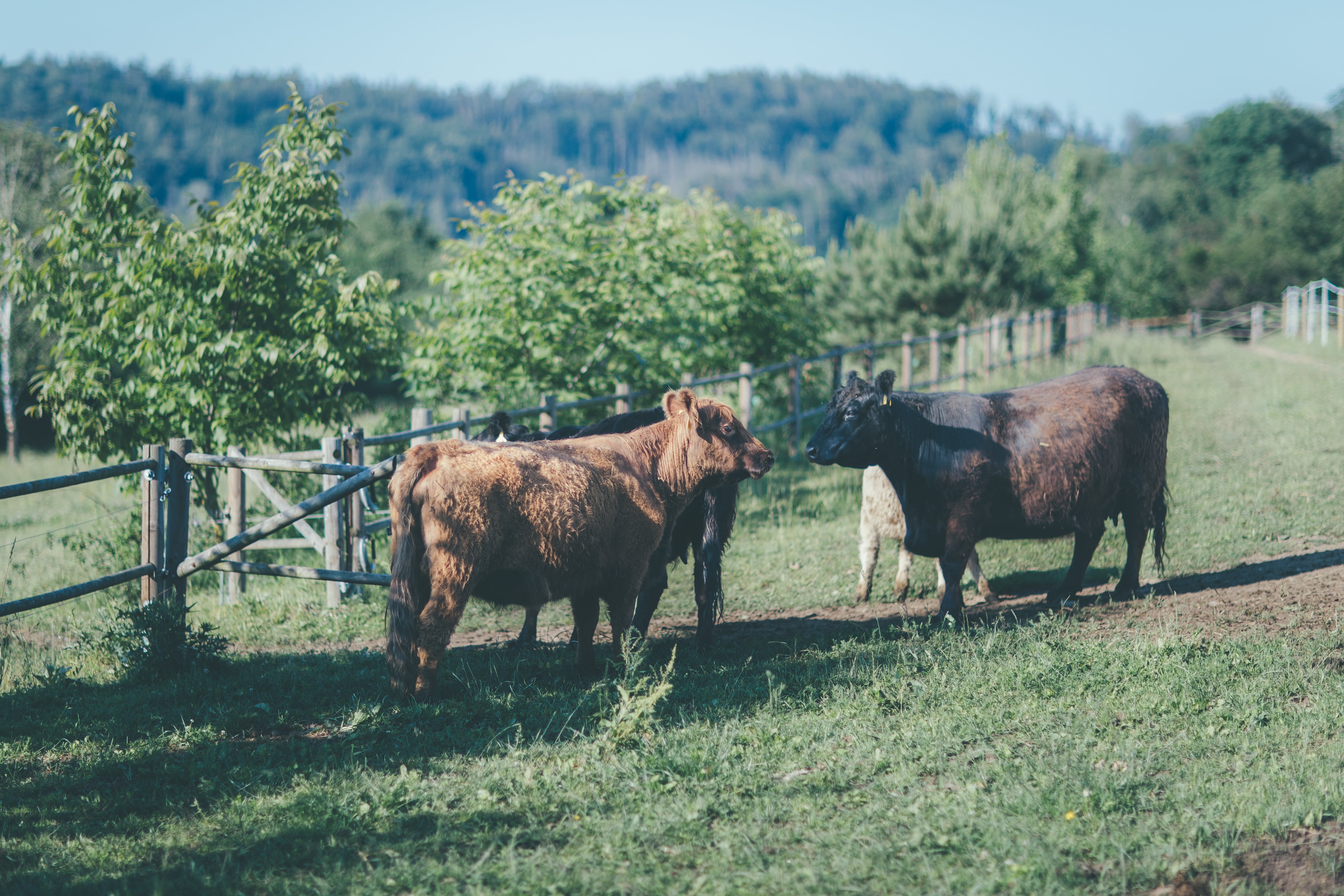 Etický a transparentní přístup k chovu na farmě Fox Meadows