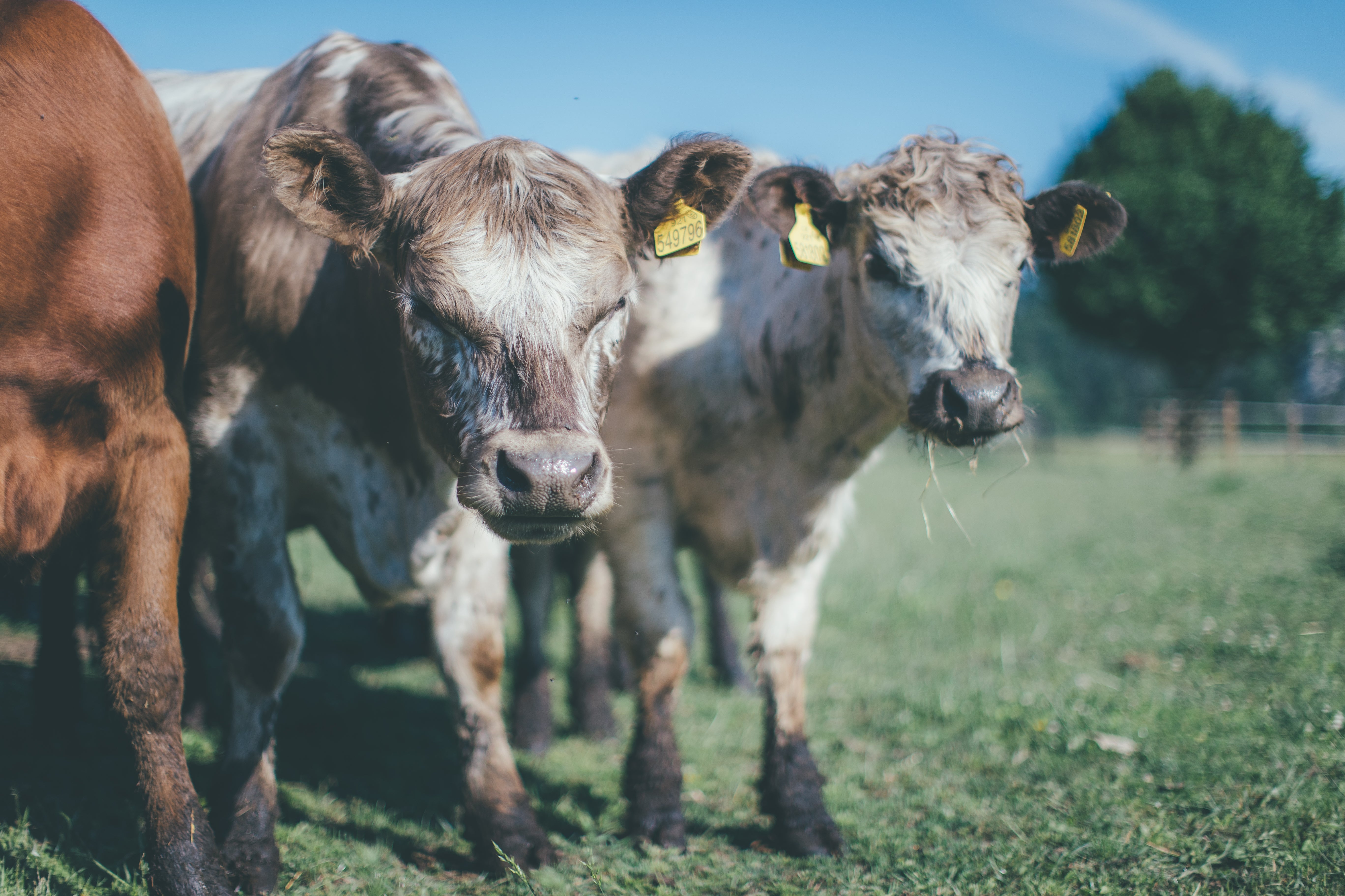 Fox Meadows – farma, kde se hovězí chová s respektem k přírodě