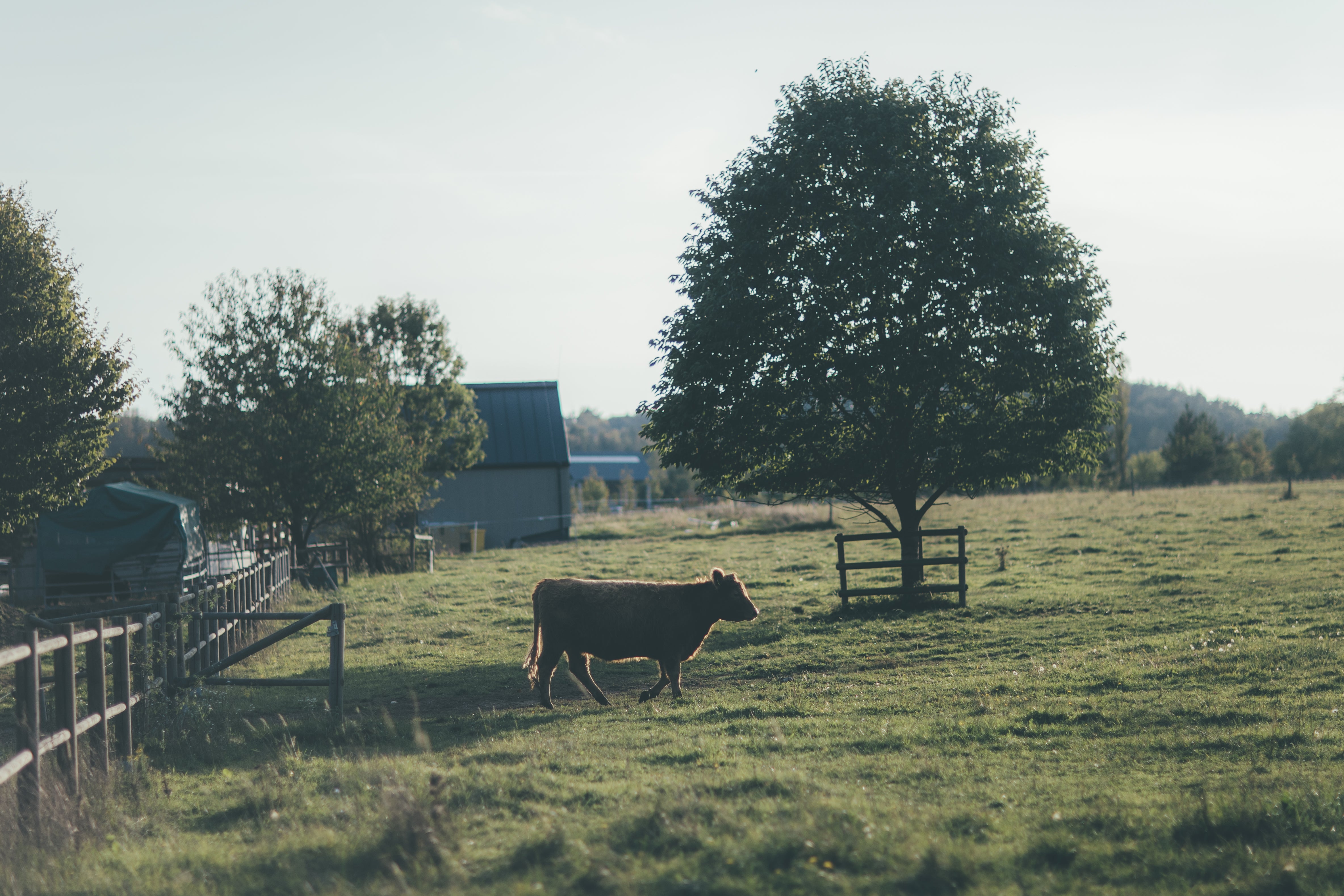 Rodinná farma Fox Meadows s důrazem na udržitelné zemědělství