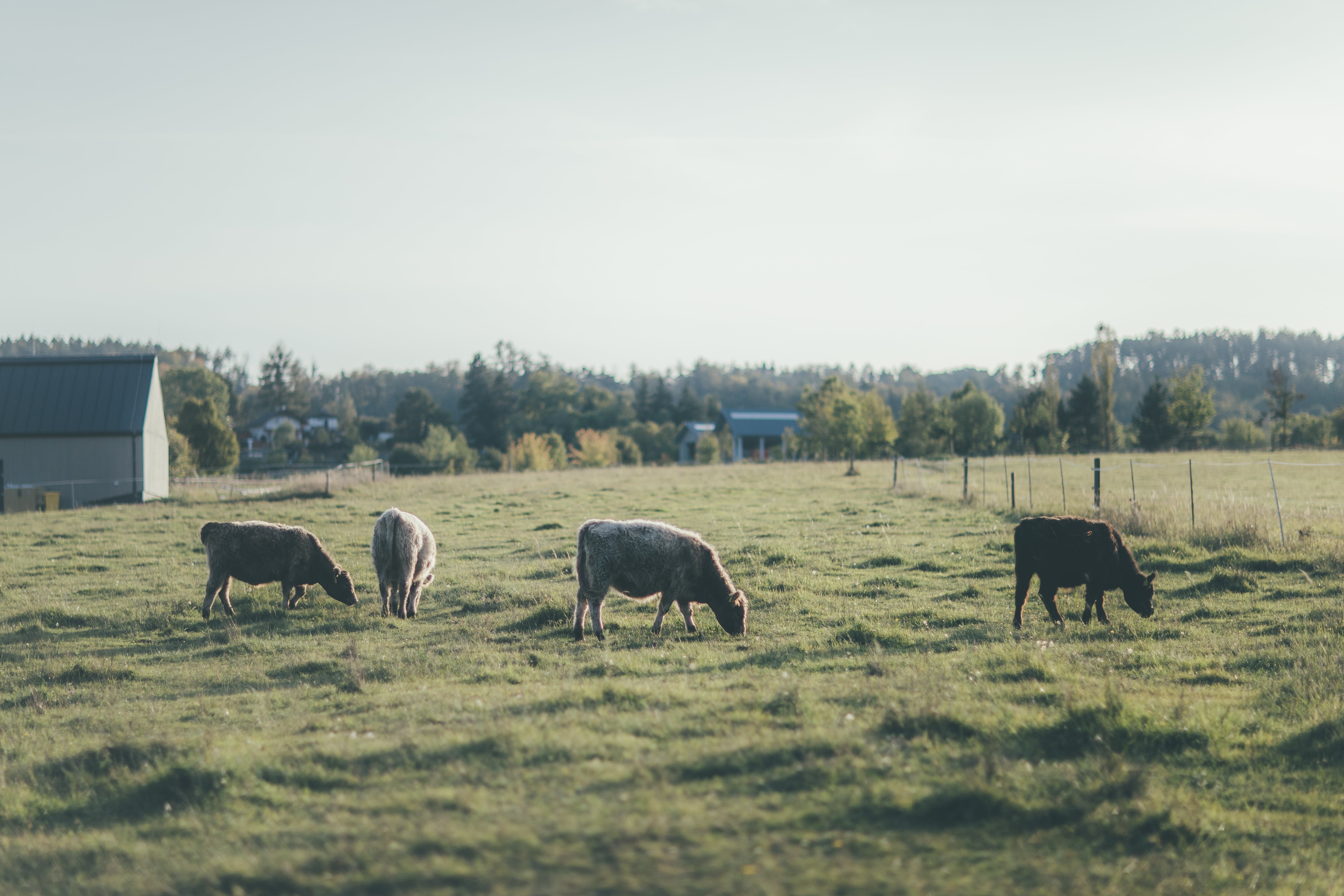 Poctivý chov skotu na farmě Fox Meadows